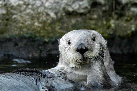 Sea Otter Habitat: Ultimate Guide - MarinePatch