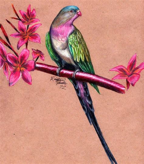 25 Best Bird Drawings For Your Inspiration! - Fine Art and You