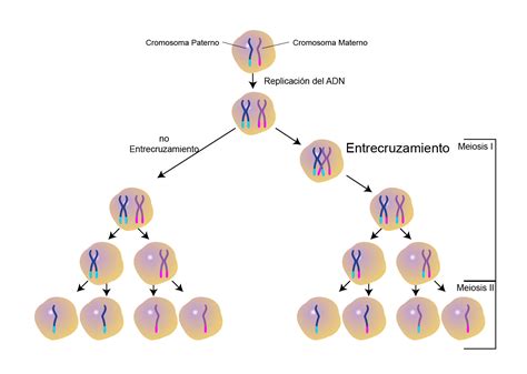 Esquema De Mitosis Y Meiosis - SEO POSITIVO