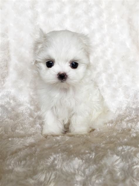 Tiny Teacup Maltese Puppy For Sale! Bunny - iHeartTeacups