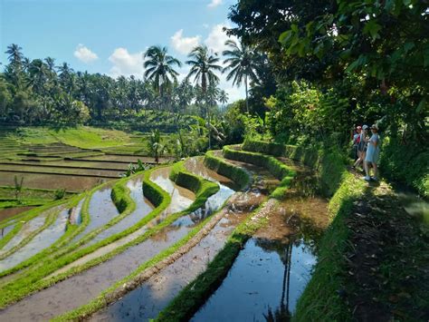 Inilah Foto Pemandangan Sawah Di Bali