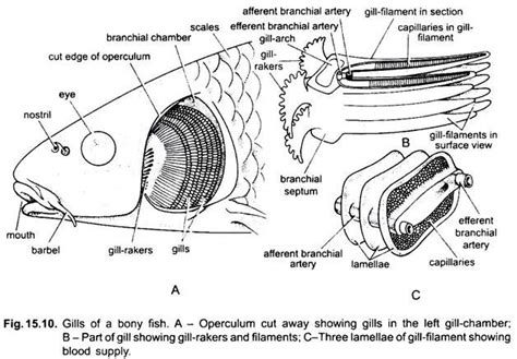 Bony Fish Diagram Labeled