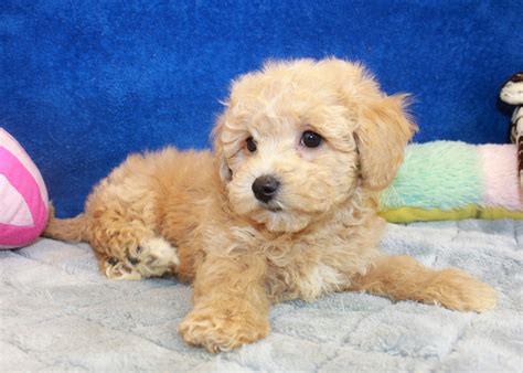 Malti Poo Puppies For Sale - Long Island Puppies