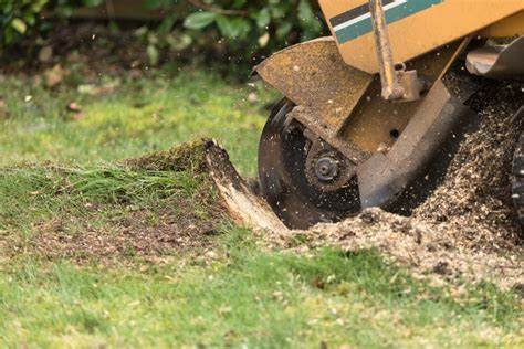 Your Guide To Tree Root Removal | Trav's Trees