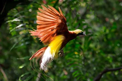 5 Endemic Fauna of Lorentz Papua National Park – papuaaround.com