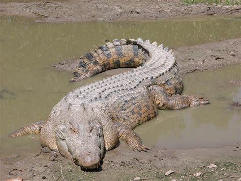 Saltwater Crocodile - Japari Library, the Kemono Friends Wiki