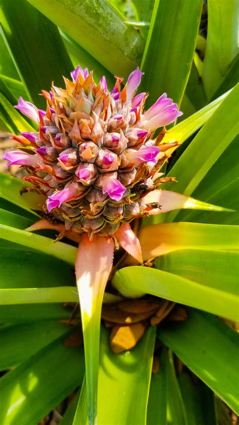 Pineapple plant flowering - In a few months this will grow into a juicy pineapple. Zone 9b. Last ...