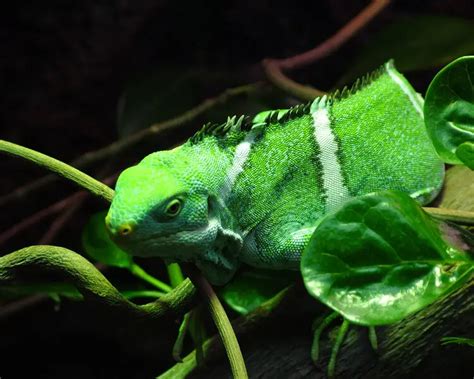 Fiji crested iguana - Facts, Diet, Habitat & Pictures on Animalia.bio