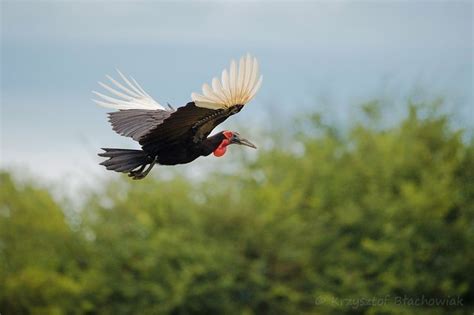 17 Best images about South African birds on Pinterest | Birds, Kruger ...