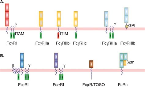 Figure 1 from Targeting the Fc receptor in autoimmune disease. - Semantic Scholar