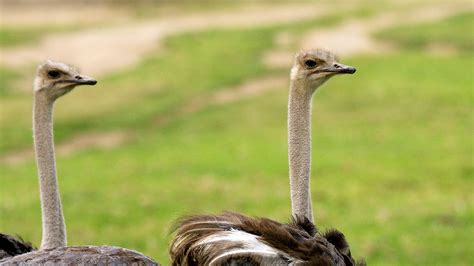 Ostrich | San Diego Zoo Animals & Plants