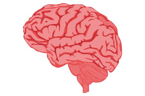 Human Brain With Transparent Background 23630280 PNG