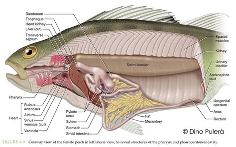 Perch Internal Anatomy Diagram