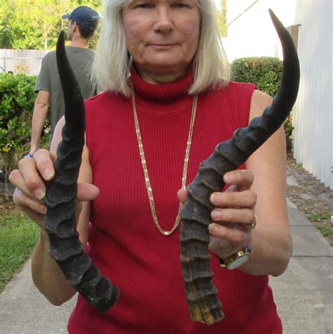 2 African Impala Horns, Impala Antlers Animal Horns 20-1/4 and 18 inches