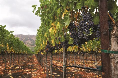 "The True Value of California Wine Grapes," by Olena Sambucci and ...