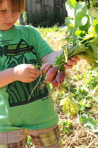 SouleMama: harvesting :: radishes