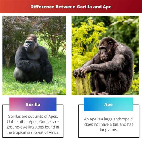 Gorilla vs Ape: Difference and Comparison