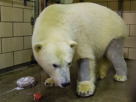 A shaved polar bear! Buffalo Zoo's Luna celebrating her 2nd birthday as well as recovering from ...