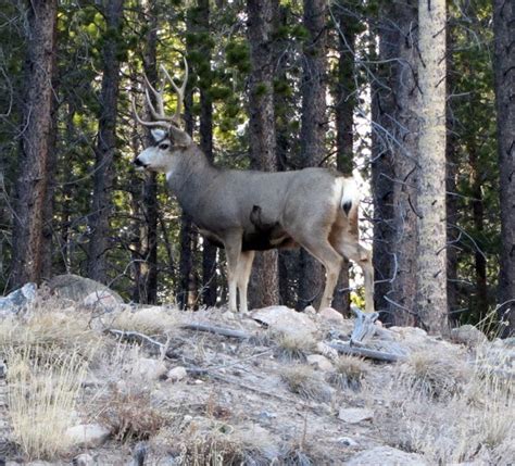 102 best images about Estes Park Wildlife on Pinterest | Horns, Lakes and The elk