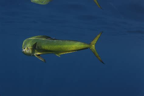 Dolphin (Mahi-mahi) Fishing in the Florida Keys