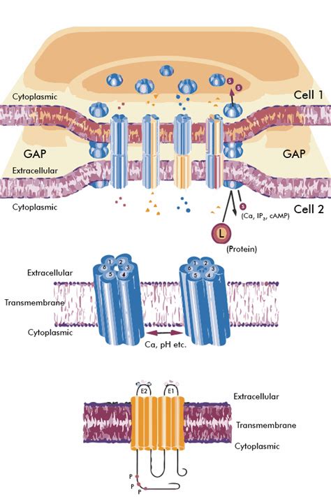 Gap Junction - Definition, Structure, Functions and FAQs