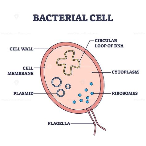 the structure of a bacterial cell