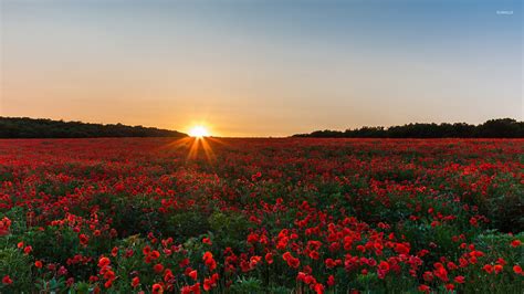 Poppy field at sunrise wallpaper - Nature wallpapers - #40041