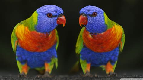 Colorful cute parrots ~ Dream Wallpapers