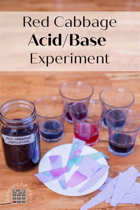 Red Cabbage Acid/Base Experiment - ResearchParent.com