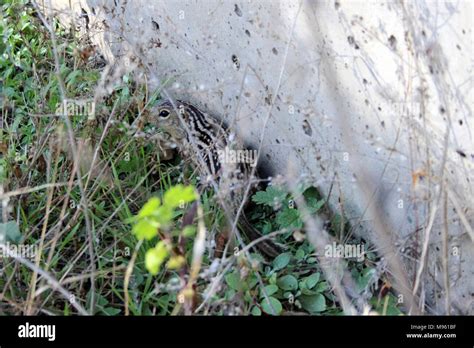 Thirteen-lined Ground Squirrel Stock Photo - Alamy