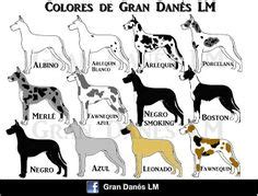 Gran Danes | Razasdeperros Wiki | Fandom