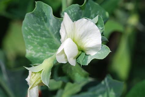 File:Pisum sativum flower.jpg