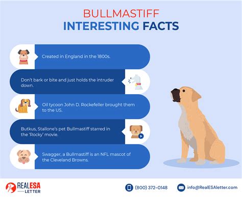 Bullmastiff temperament: a dog personality guide - PetScreening