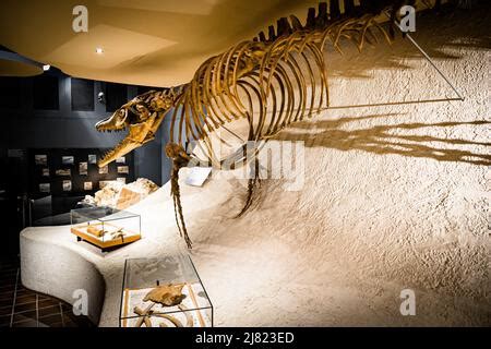 View of a mounted Mosasaurus fossil at the Natural History Museum in Maastricht, the Netherlands ...