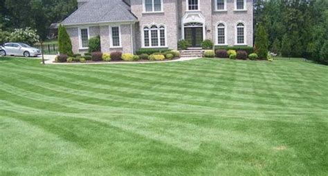 Drought Tolerant Bermuda grass from Park Avenue Turf