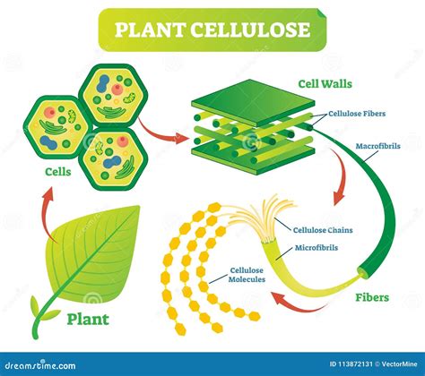 [DIAGRAM] Printable Cell Wall Diagram - MYDIAGRAM.ONLINE