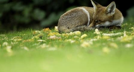 Mammals at Walthamstow Wetlands | London Wildlife Trust