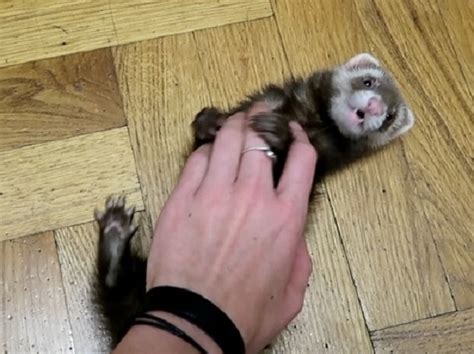 Ferret Allergies: Are Ferrets Hypoallergenic Animals?