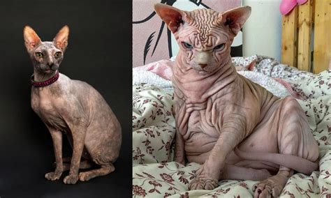 Sphynx vs Don Sphynx - Breed Comparison | Petzlover