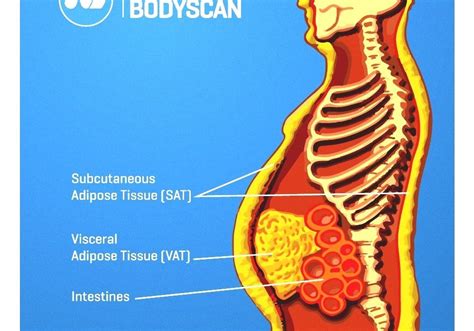 The functions and possible dysfunction of adipose tissue