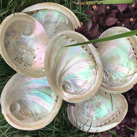 Large White Abalone Shell - Crystal Harmony Australia