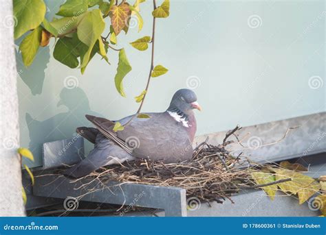 Pigeon Protecting Its Nest. Columba Palumbus. Nesting Season Royalty-Free Stock Photography ...