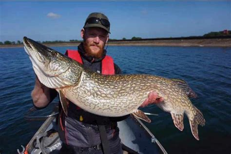 Discover the Mighty Northern Pike: A Species Guide