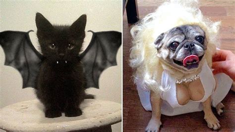 Cute Animals In Halloween Costumes | [+] CUTE ANIMALS