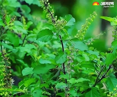 Tulsi Puja: गुरुवार के दिन तुलसी से संबंधित करें ये काम, जीवन में सदैव रहेंगी खुशियां - Tulsi ...