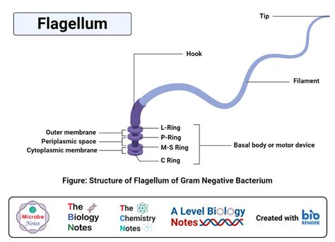 Flagella: Structure, Types, Arrangement, Functions, Examples