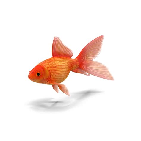 Goldfish PNG Images Transparent Free Download