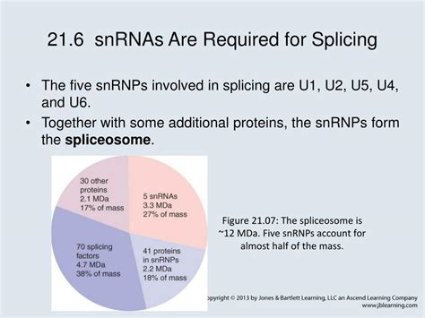 PPT - Chapter 21 RNA Splicing and Processing PowerPoint Presentation, free download - ID:5572206