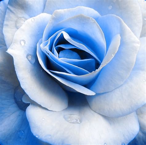 Blue Rose ~ Maybe Navy Blue