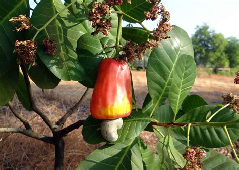 How Do Cashews Grow? - Green Thumb Central